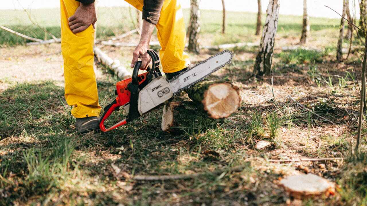 Professional Tree Service in Shrewsbury, MO